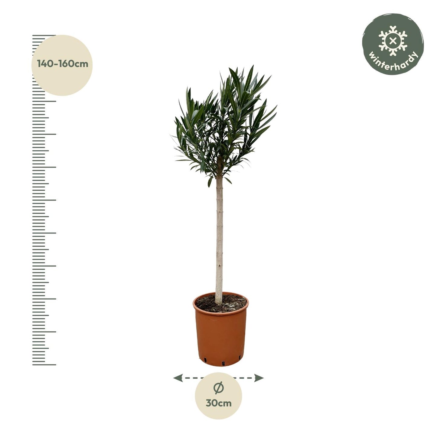 Nerium Oleander Stamm mit roten Blüten – 170 cm – Ø30 cm