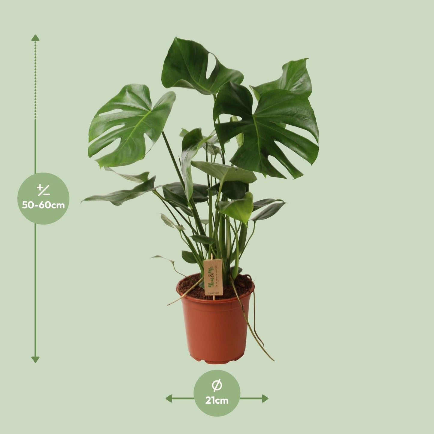 Monstera Deliciosa – Tropisches Fensterblatt 60 cm