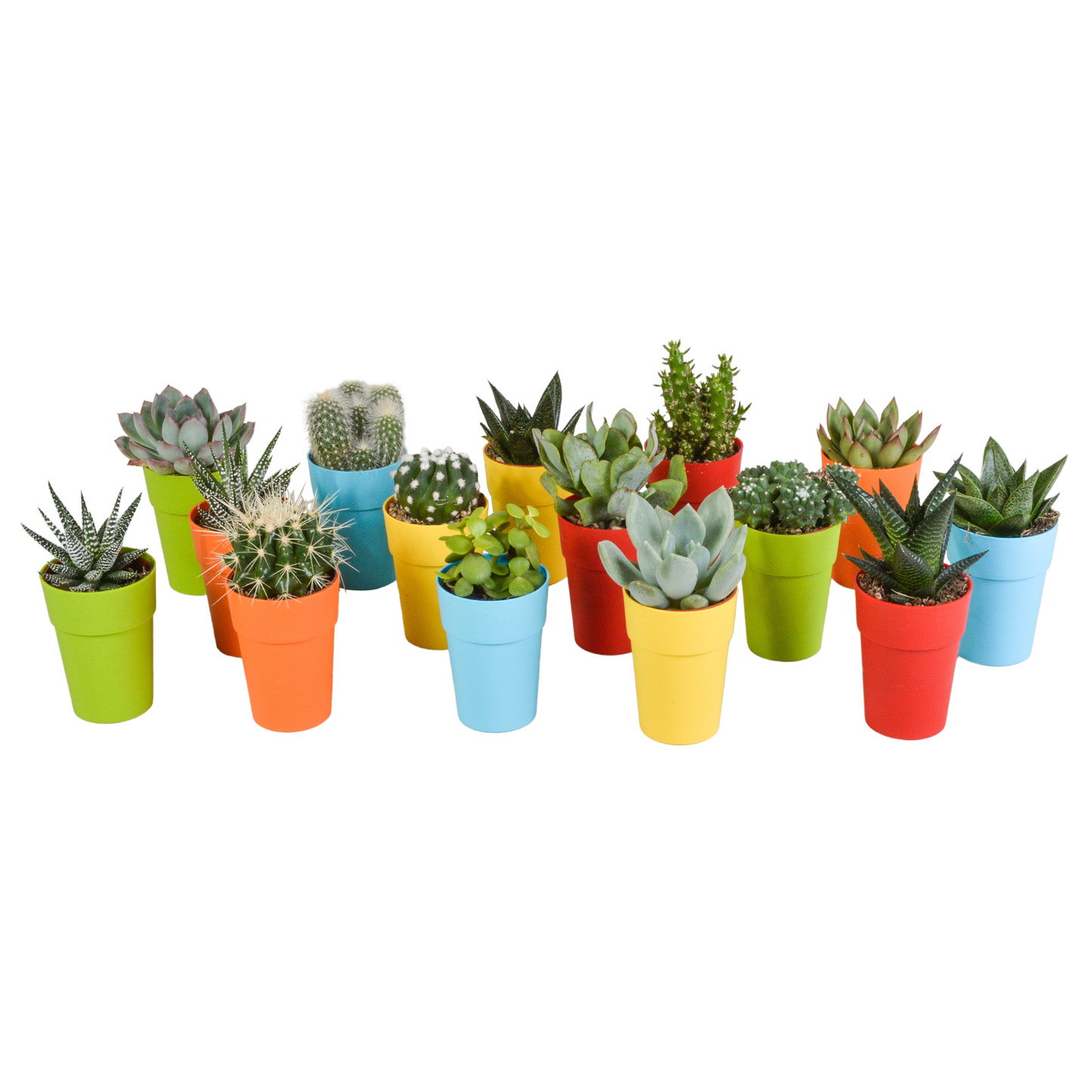 Bunte Kakteen- und Sukkulenten-Mischung 15er Set 5,5 cm