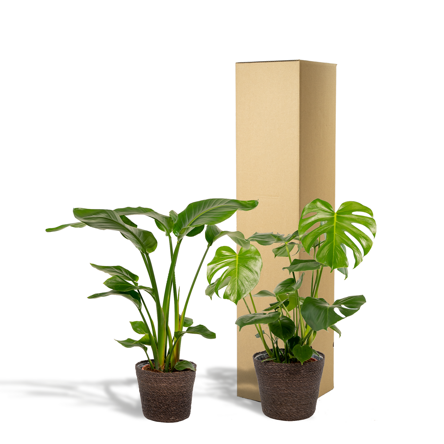 Zimmerpflanzen-Set: Strelitzia Nicolai & Monstera Deliciosa mit Korb