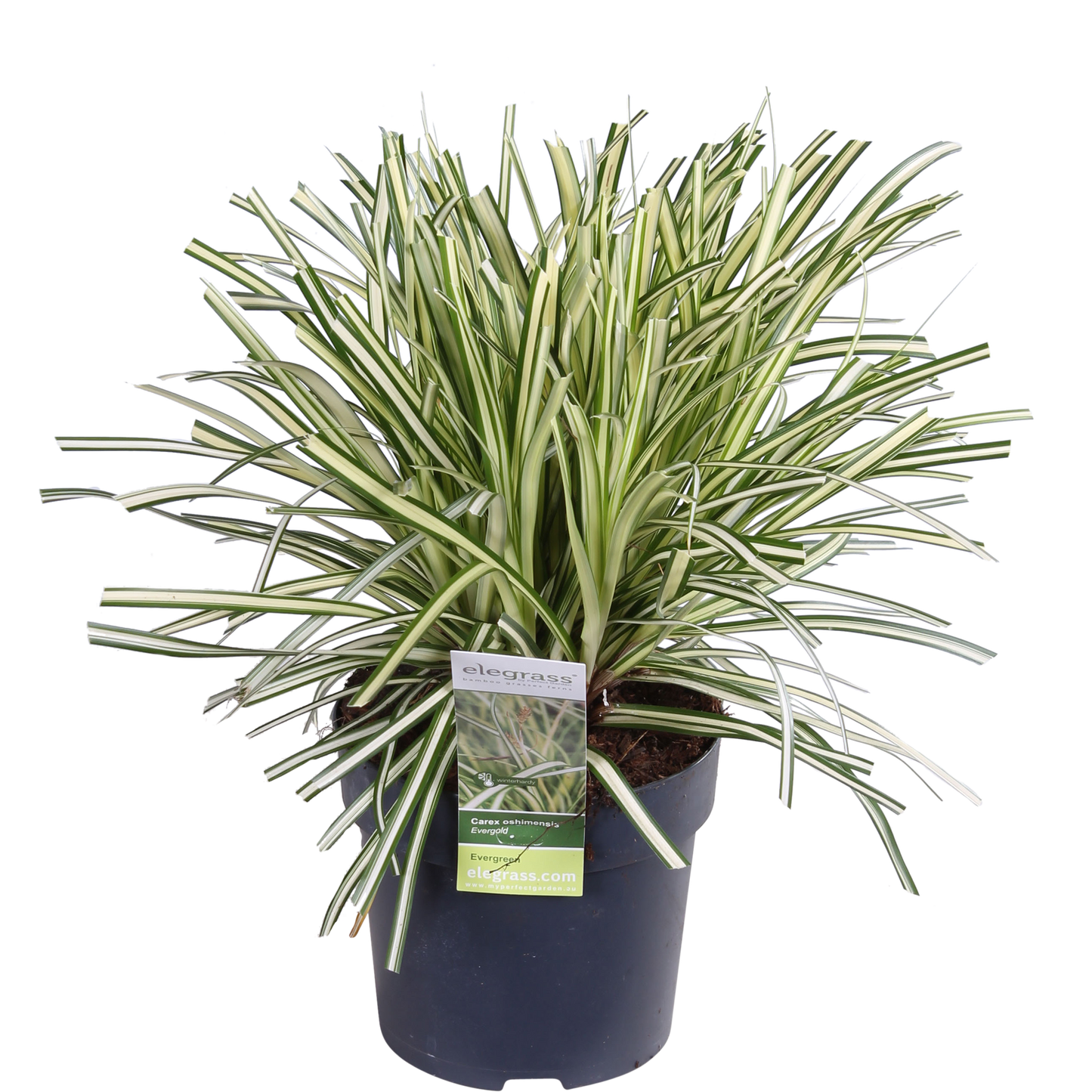 3x Carex hachijoensis 'Evergold' – Immergrünes Ziergras Ø14 cm