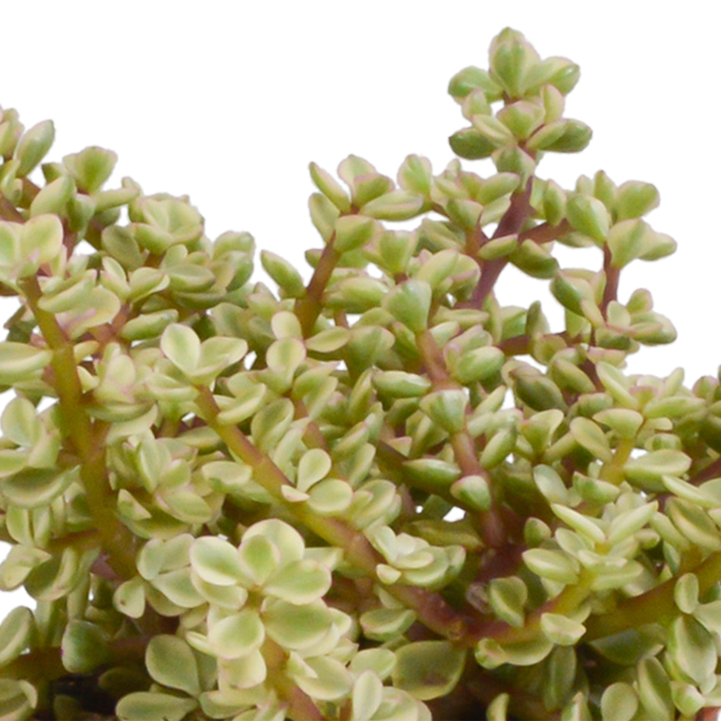 Crassula Sukkulenten 3er Set im Mexikanischen Topf 10,5 cm