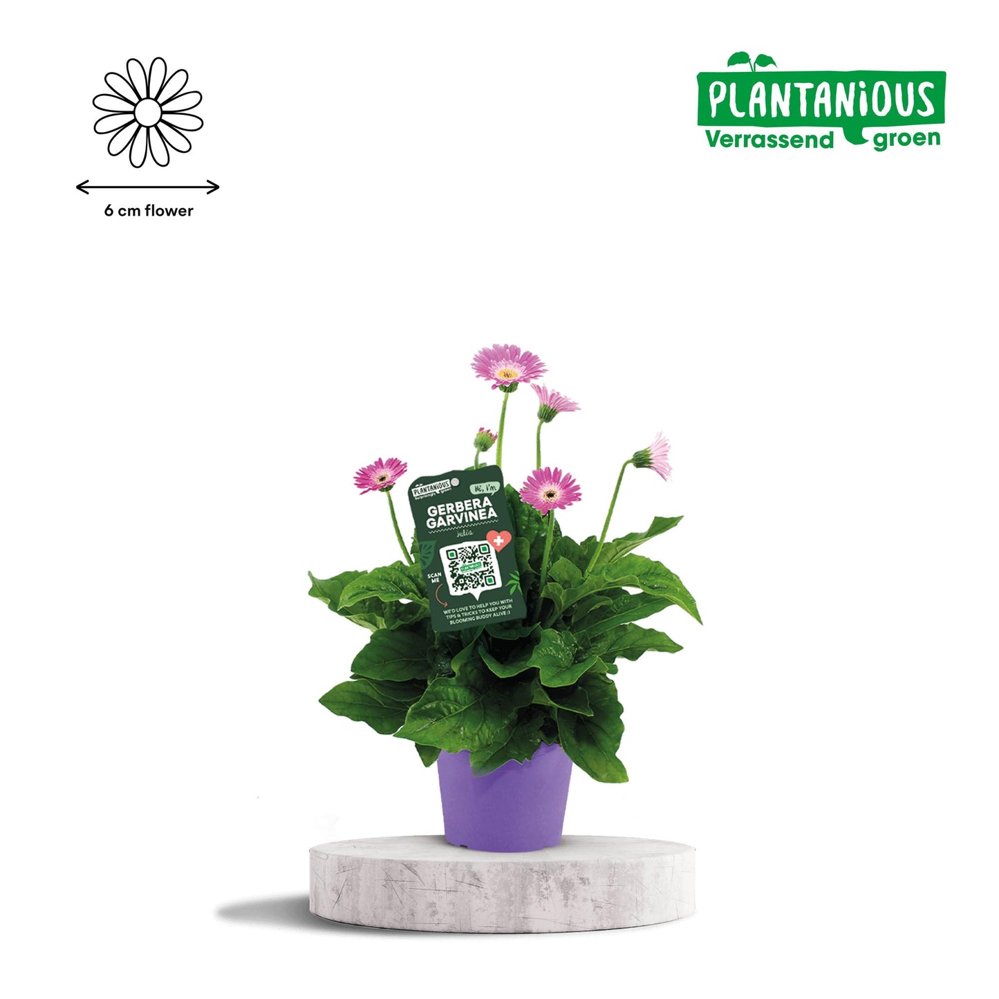 Garvinea Gerbera Paars – Pflegeleichte Blühpflanze Ø19cm