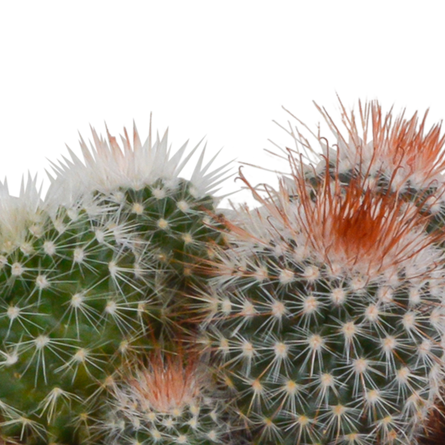 Bolcactus Kakteen-Mischung im handbemalten Mexiko-Topf 8,5 cm