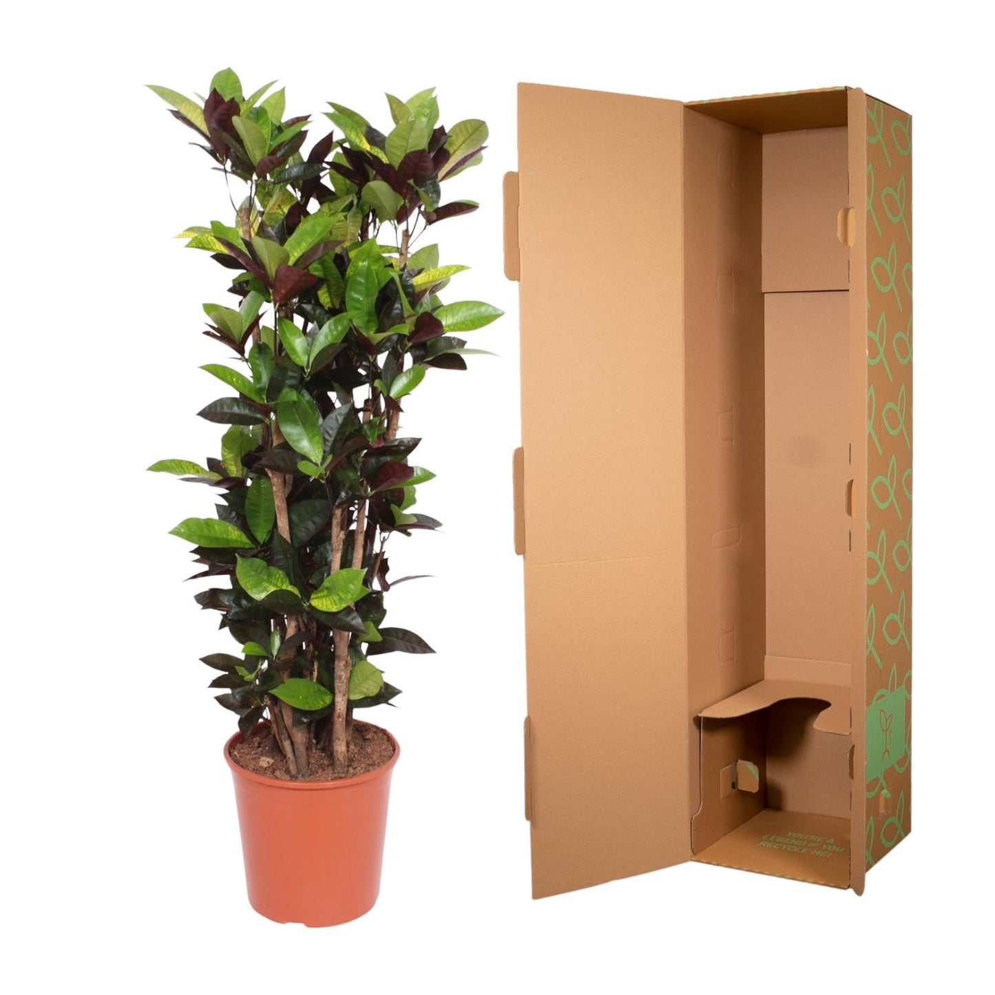 Codiaeum Iceton – Bunte, pflegeleichte Zimmerpflanze 140 cm