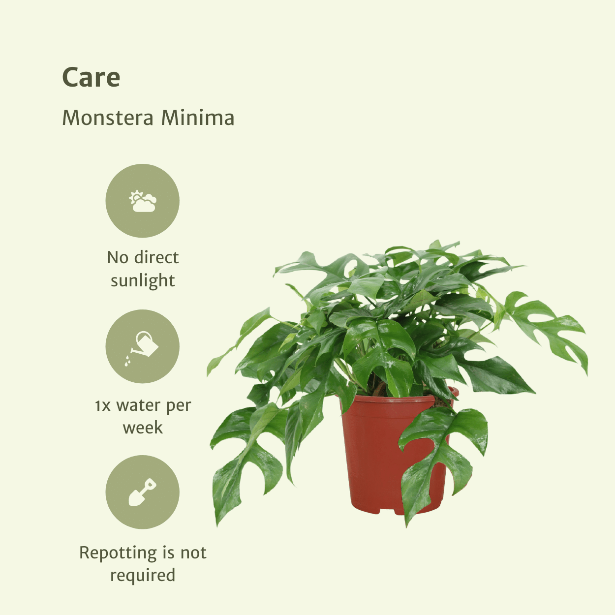 Monstera Minima – 2er-Set, kompakte Zimmerpflanze Ø15cm