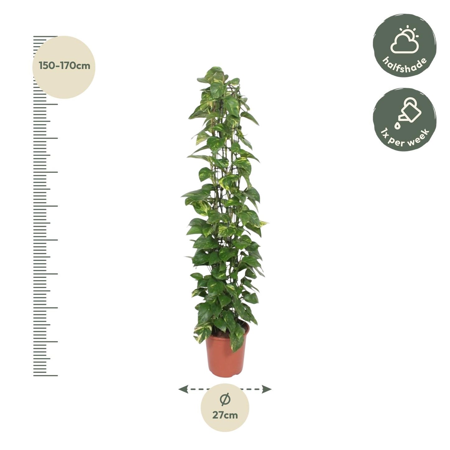 Epipremnum Aureum Gitterpflanze – 160 cm, Ø 27 cm