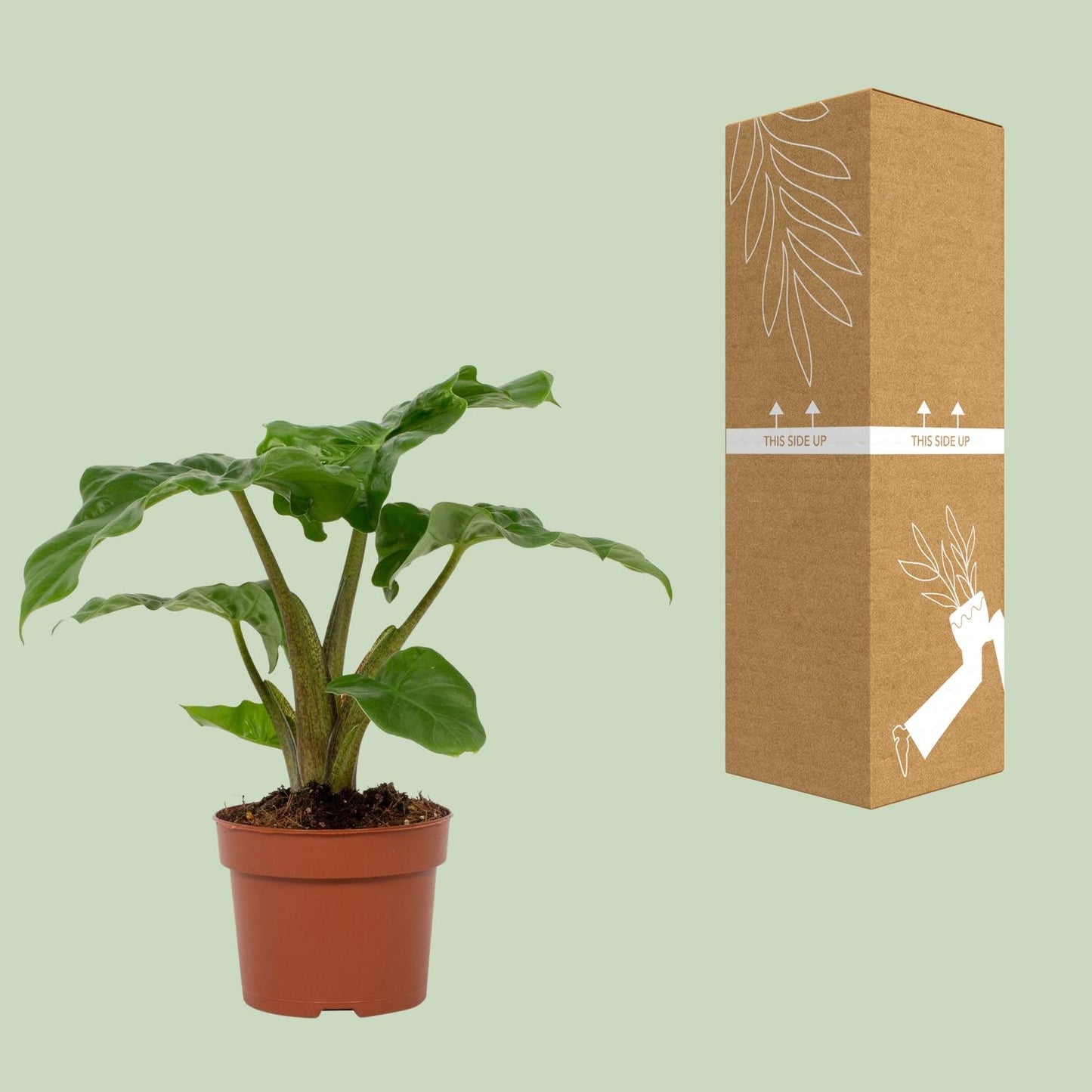 Alocasia Low Rider – Majestätische Elefantenohren Pflanze Ø12cm