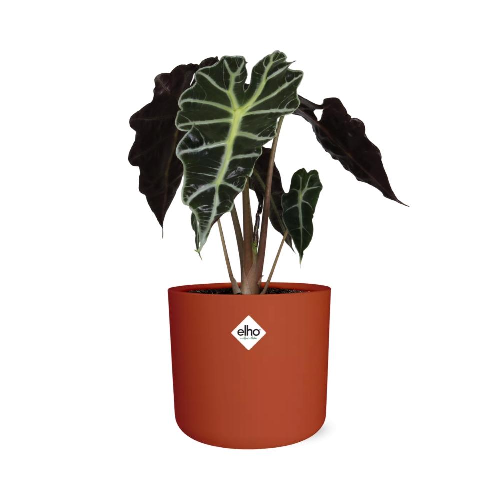 Alocasia ‘Polly’ in ELHO b.for soft rond 14cm brique