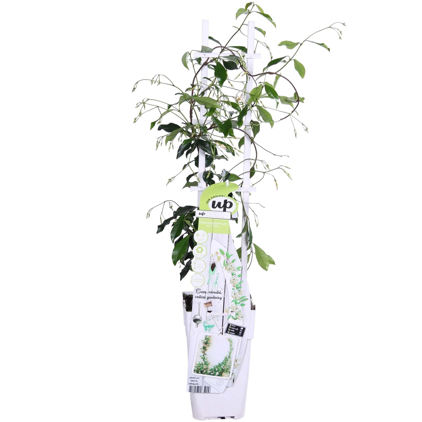 Toskanischer Jasmin 'Star of Venice' – Duftende Kletterpflanze Ø15cm