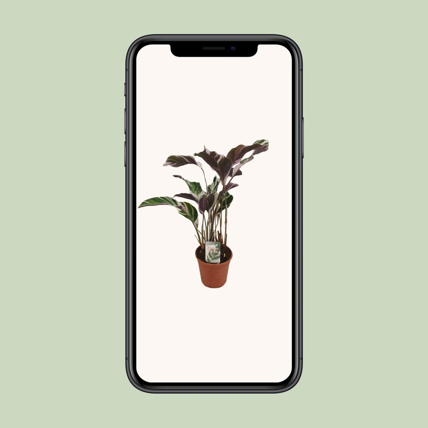 Calathea Fusion White Basic – Pflegeleichte Zimmerpflanze Ø14cm