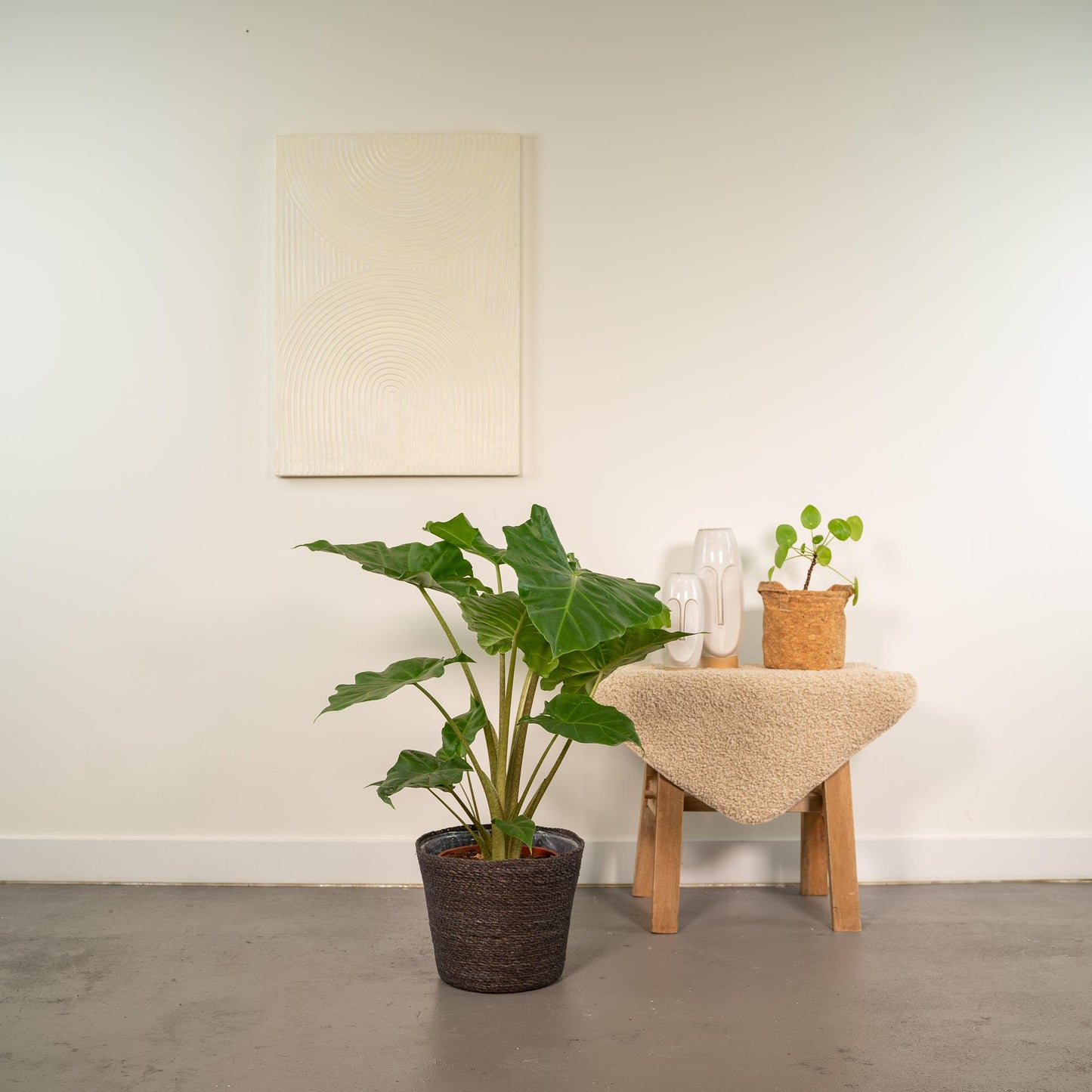 Alocasia Portodora Ø21cm – Luftreinigende Elefantenohr-Pflanze mit Korb