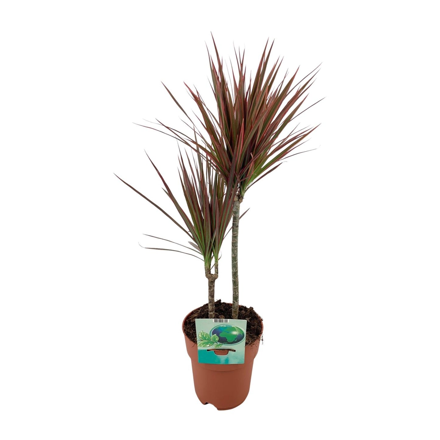 Dracaena marginata Bicolor – pflegeleichter Drachenbaum Ø19cm