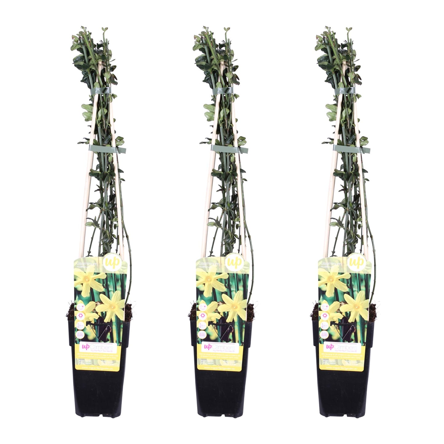 3x Winter-Jasmin (Jasminum nudiflorum) Ø15cm, 65cm hoch