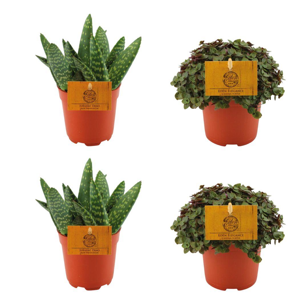 Set aus Aloe Paradisicum & Callisia Turtle – 4 Pflanzen Ø10,5 cm