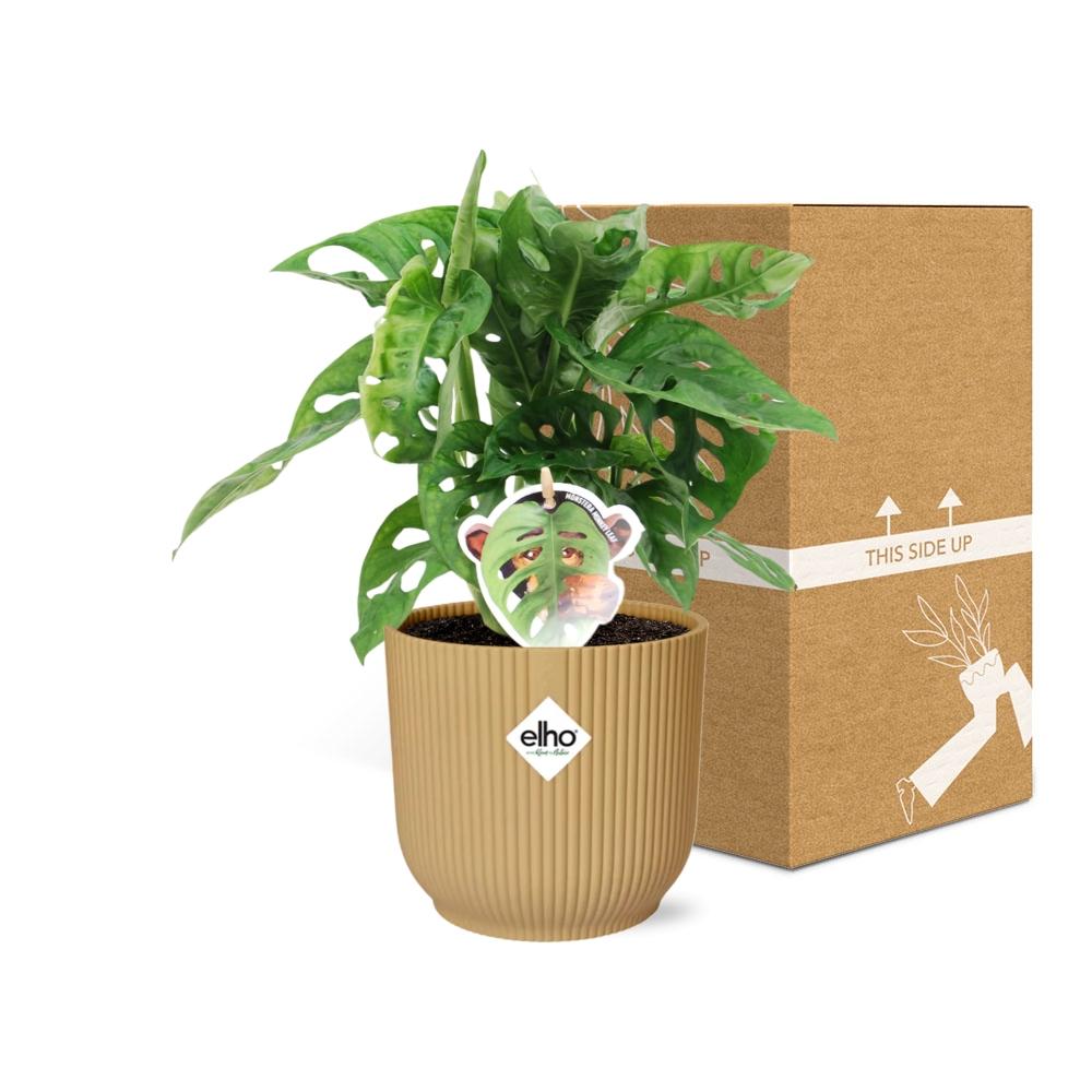 Monstera ‘Monkey Leaf’ in ELHO Vibes Fold 14cm Gelb