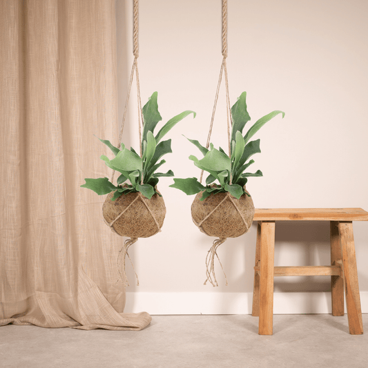 2x Kokodama Platycerium Hang – Hirschhornfarn 35 cm