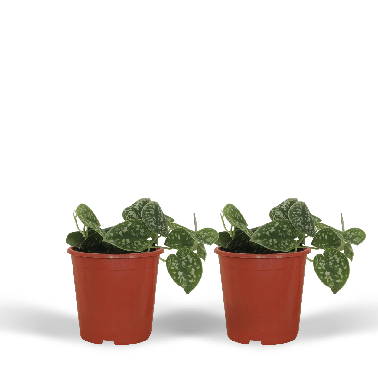 2x Scindapsus Pictus – Silberblatt – 15 cm Topf, Ø 12 cm