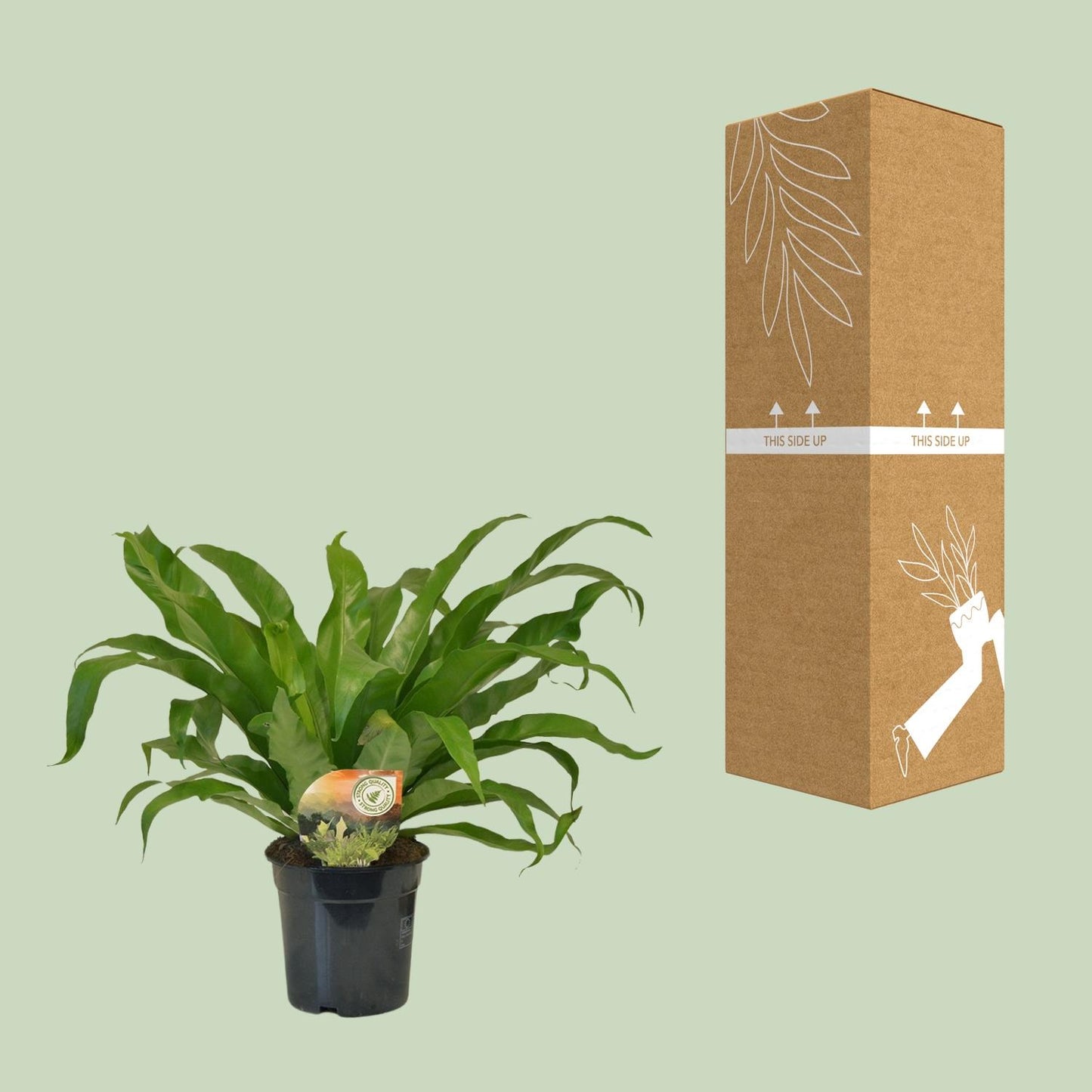 Asplenium Antiquum – Elegantes Spleenwort Ø17 cm, 40 cm hoch