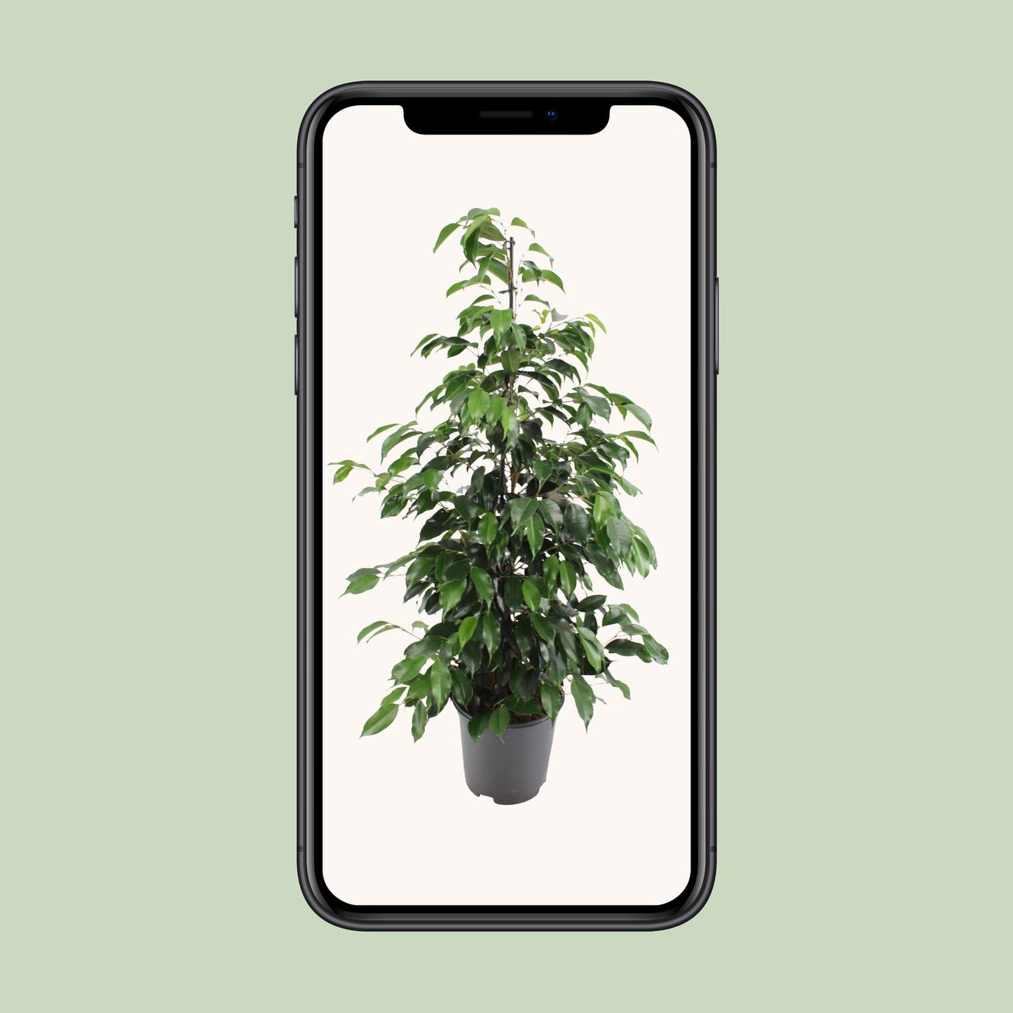 Ficus benjamina Danielle – Pflegeleichter Zimmerbaum Ø21cm