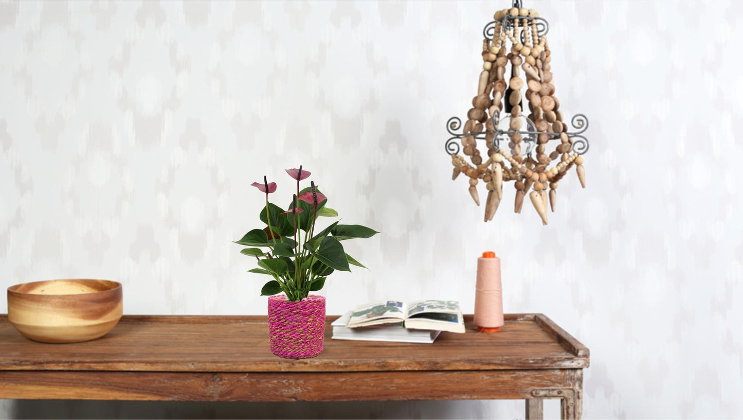 Anthurium Baby Purple – Pflegeleichte Zimmerpflanze Ø12cm