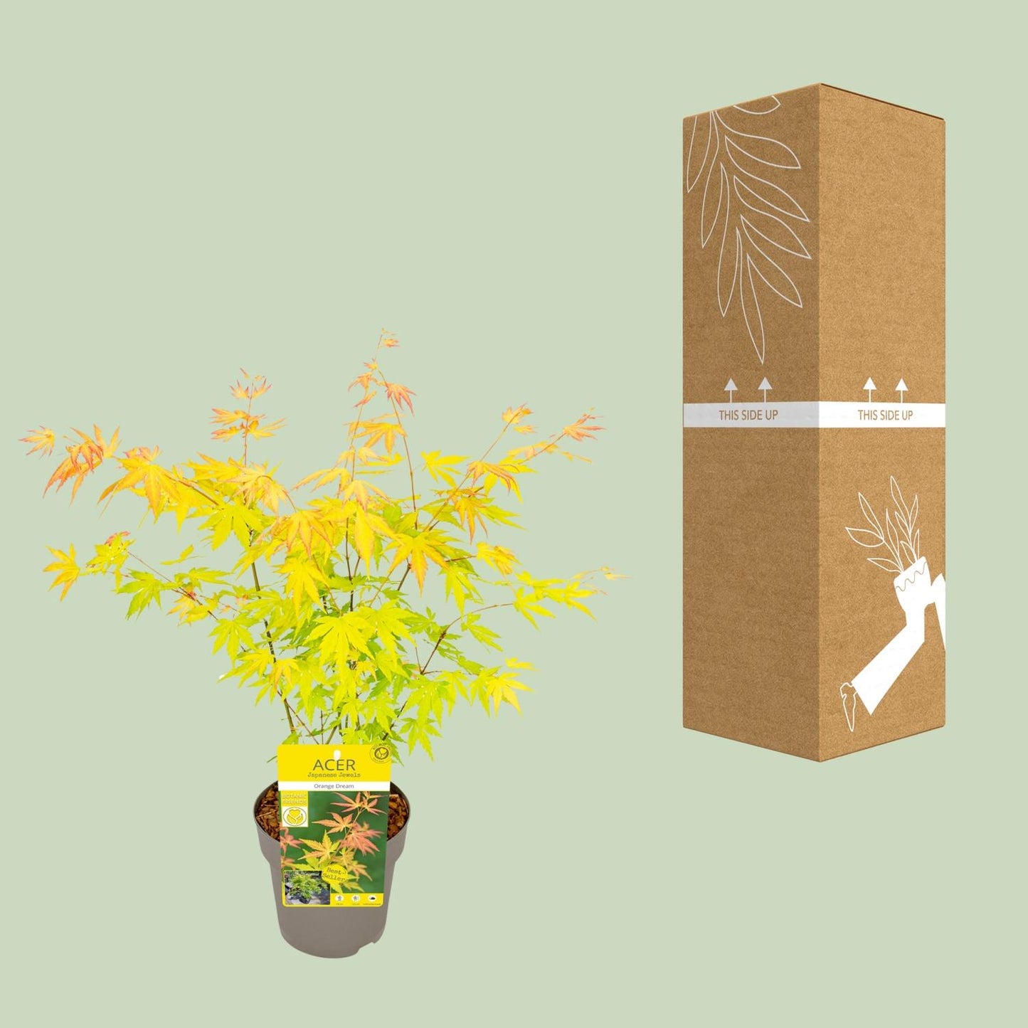 Acer palmatum Orange Dream – Japanischer Ahorn Ø15cm