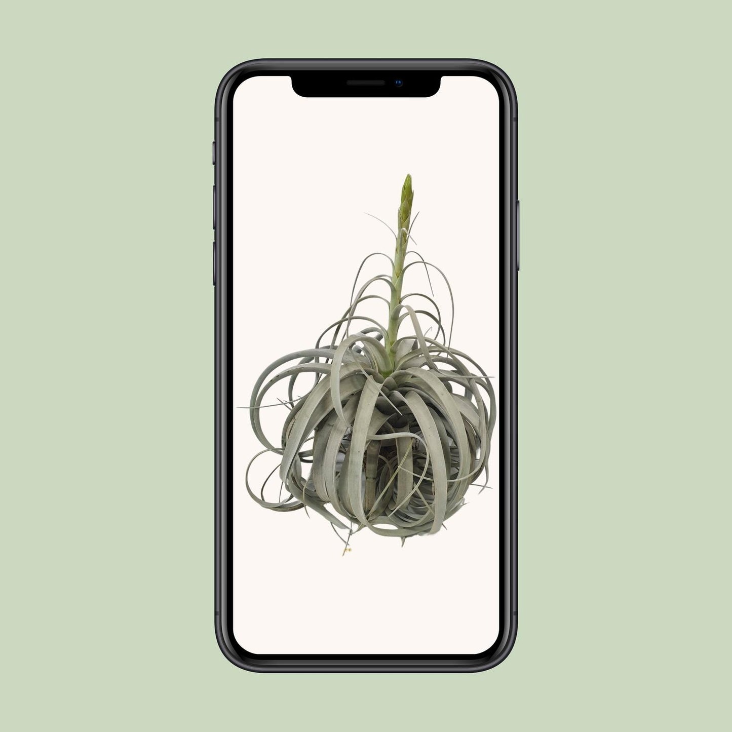 Tillandsia Xerographica – Pflegeleichte Luftpflanze Ø35cm