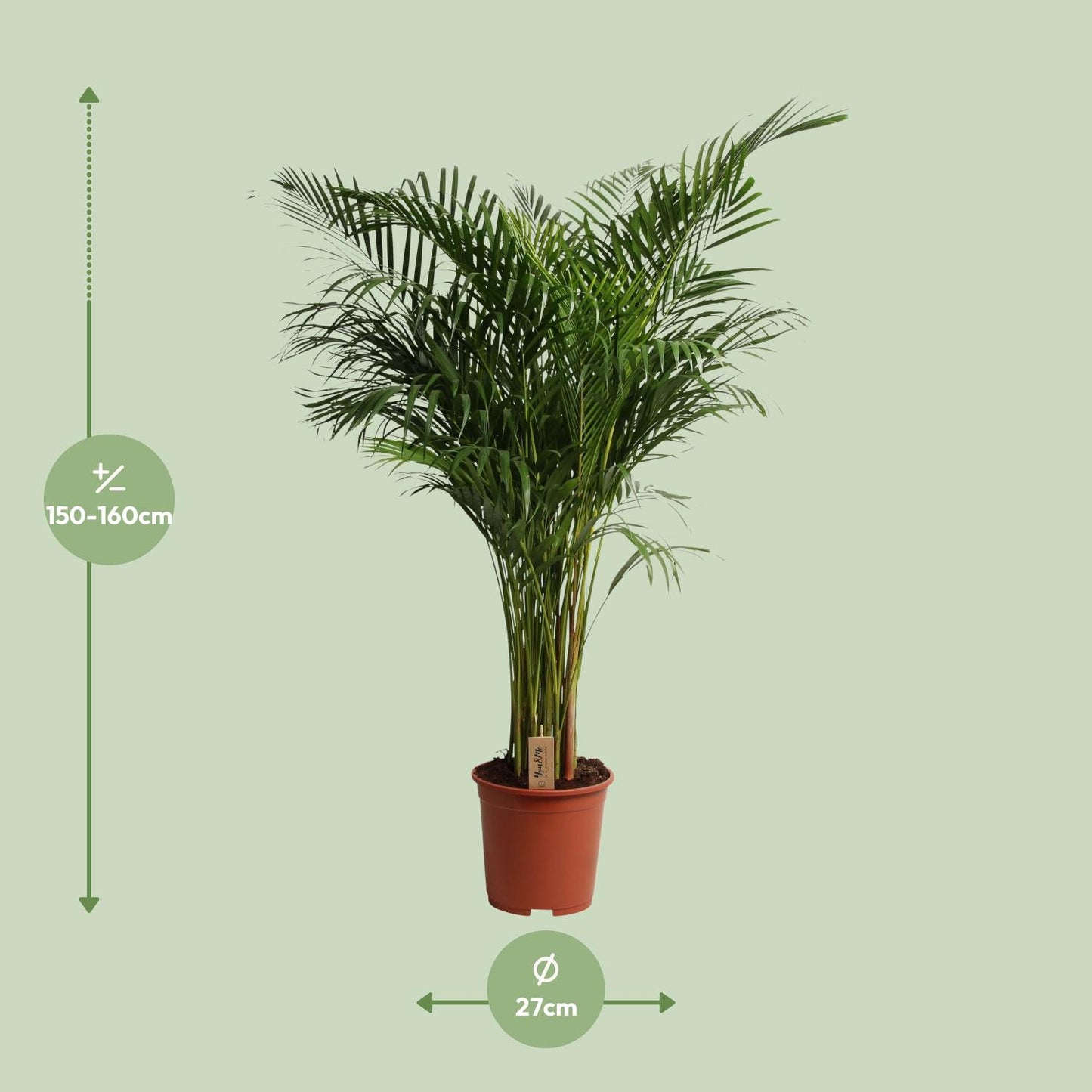 Dypsis Lutescens - Pflegeleichte Zimmerpflanze Ø27cm, 160cm hoch