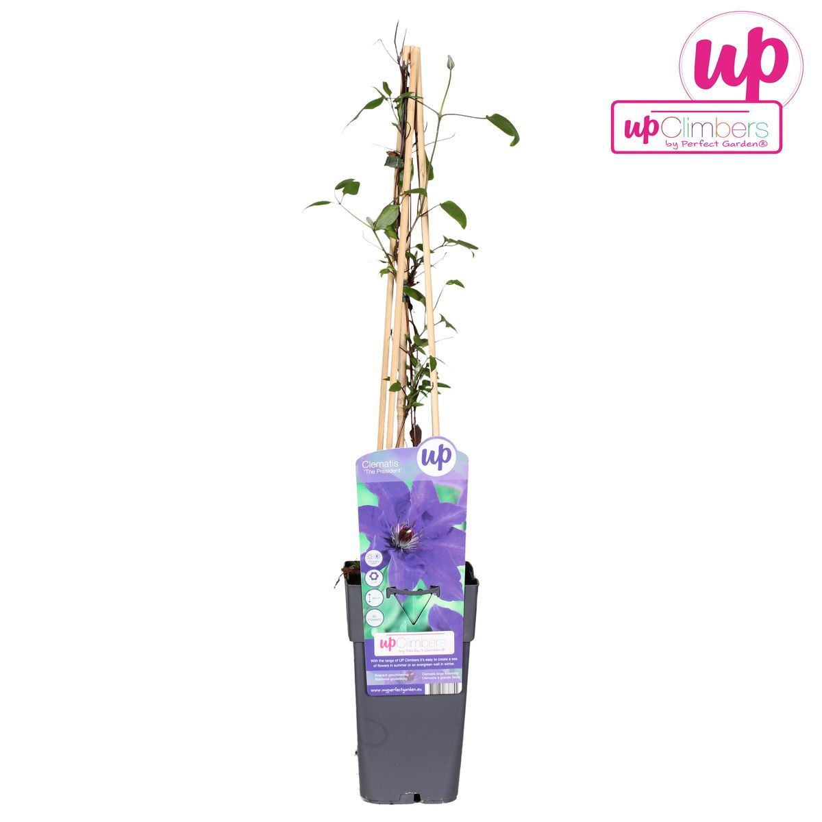 Clematis The President – Lila Kletterpflanze Ø15cm