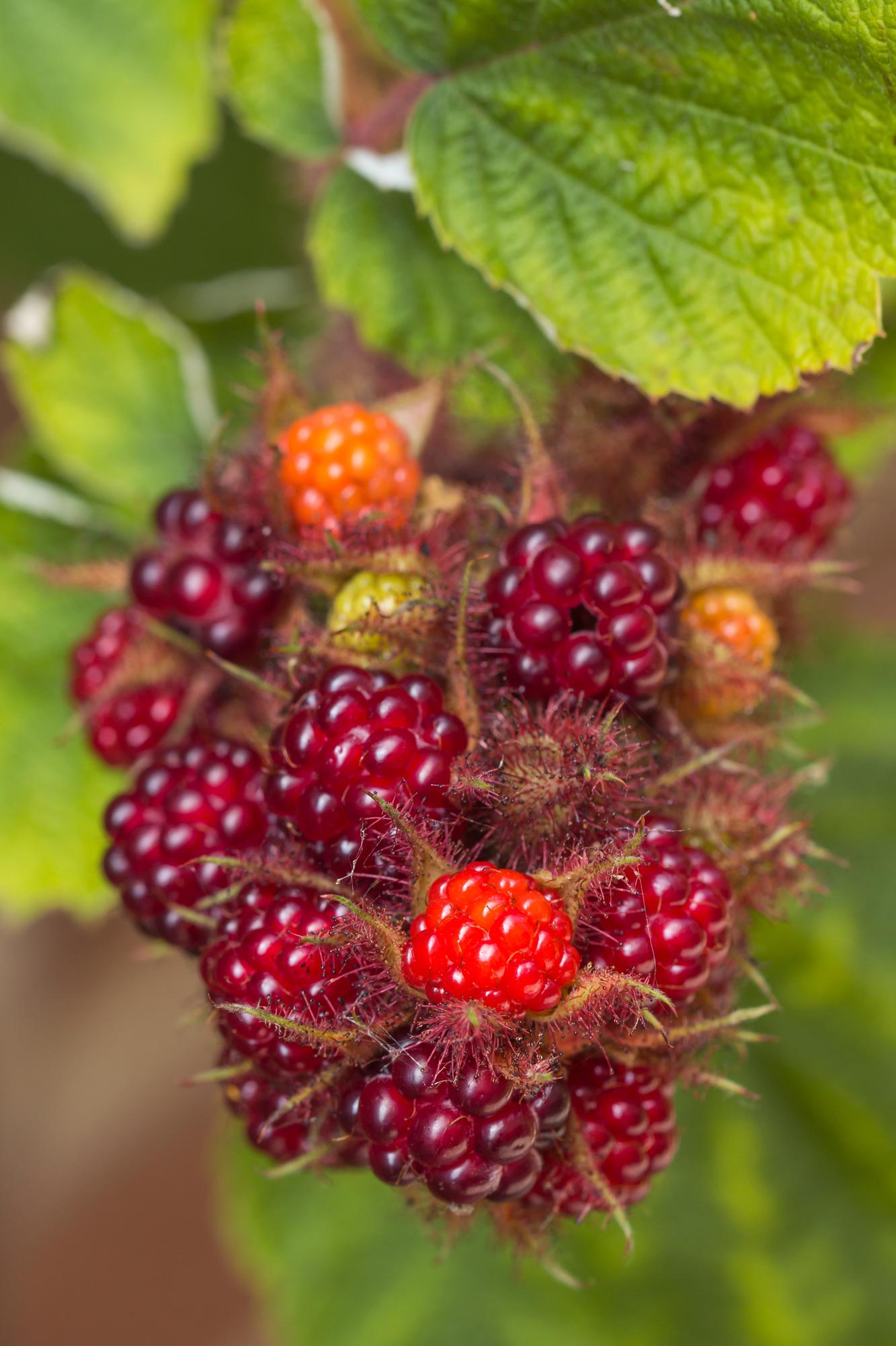 3er Set Rubus Mix – Robuste und pflegeleichte Gartensträucher