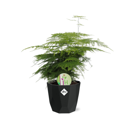 Asparagus ‘Plumosus’ – Pflegeleichter Spargelfarn im 14cm Topf