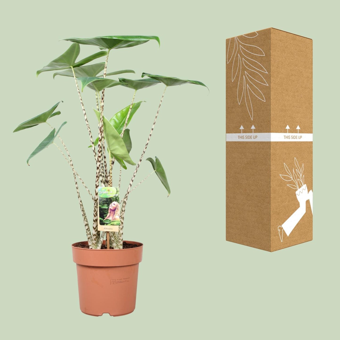 Alocasia Zebrina – Exotische, pflegeleichte Zimmerpflanze Ø21cm