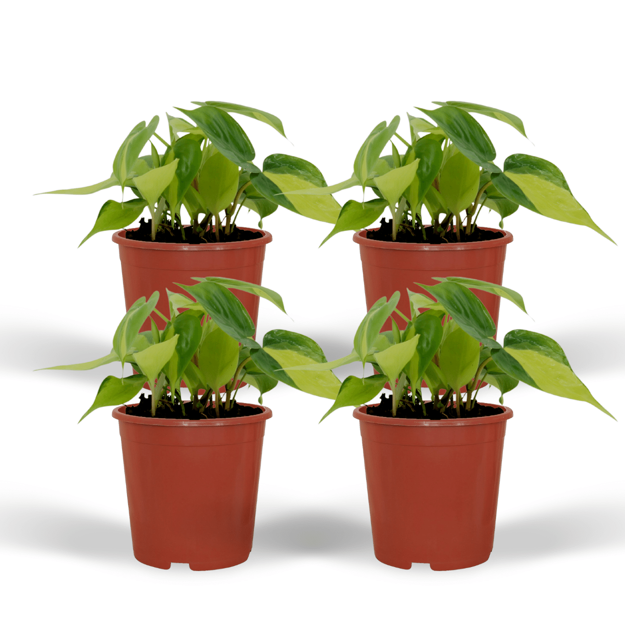 Philodendron Scandens Brasil – 4er-Set, pflegeleicht & grün