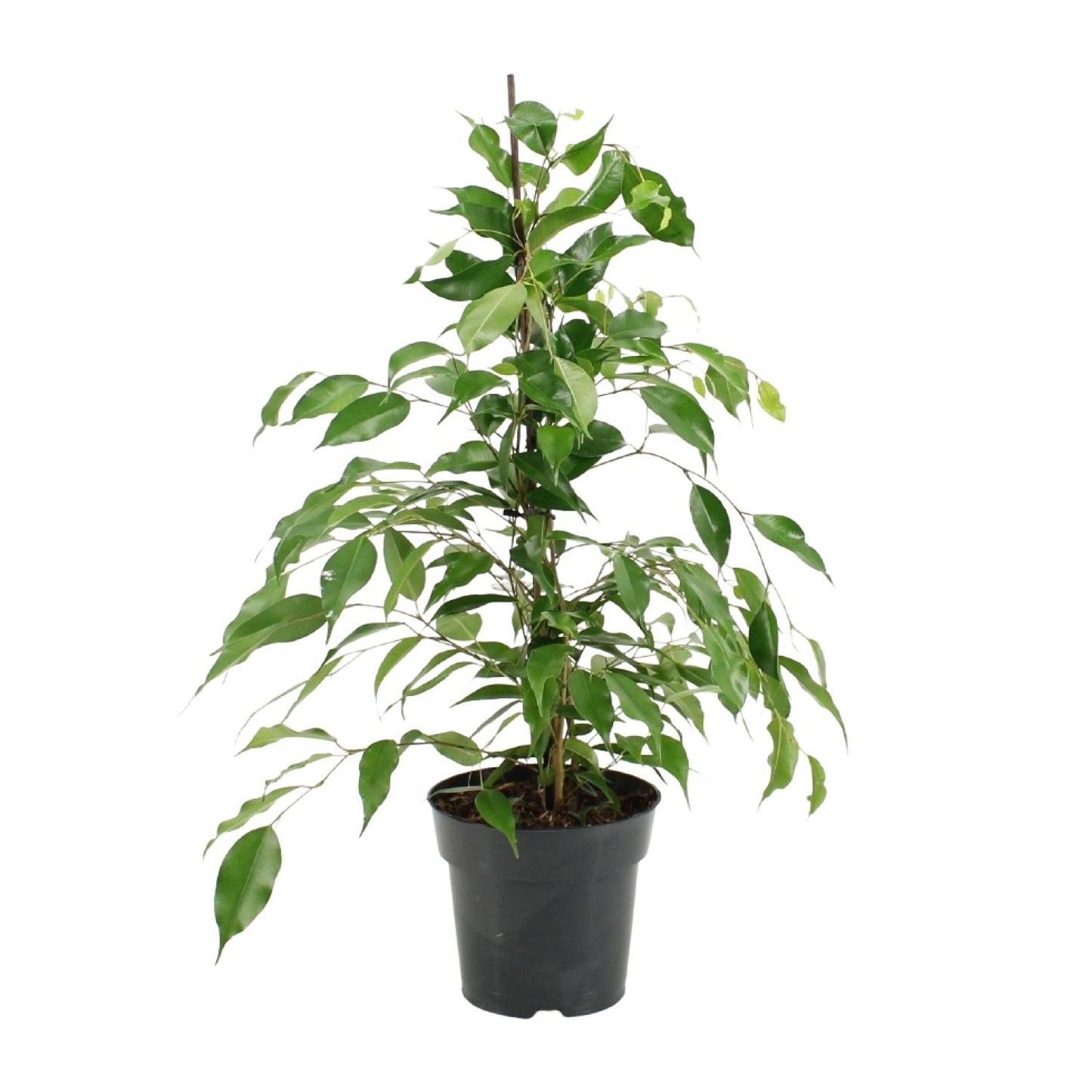 Ficus Benjamina Danita – Pflegeleichte Zimmerpflanze Ø17cm