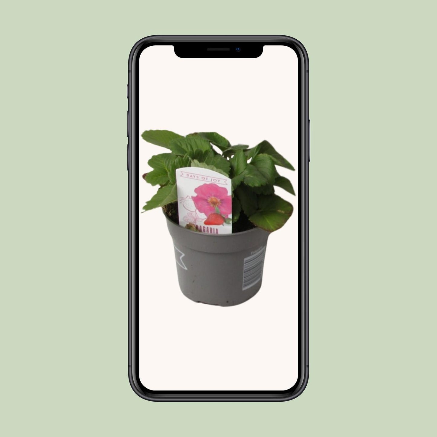 Fragaria Summer Breeze – Winterharte Erdbeere Ø10,5 cm
