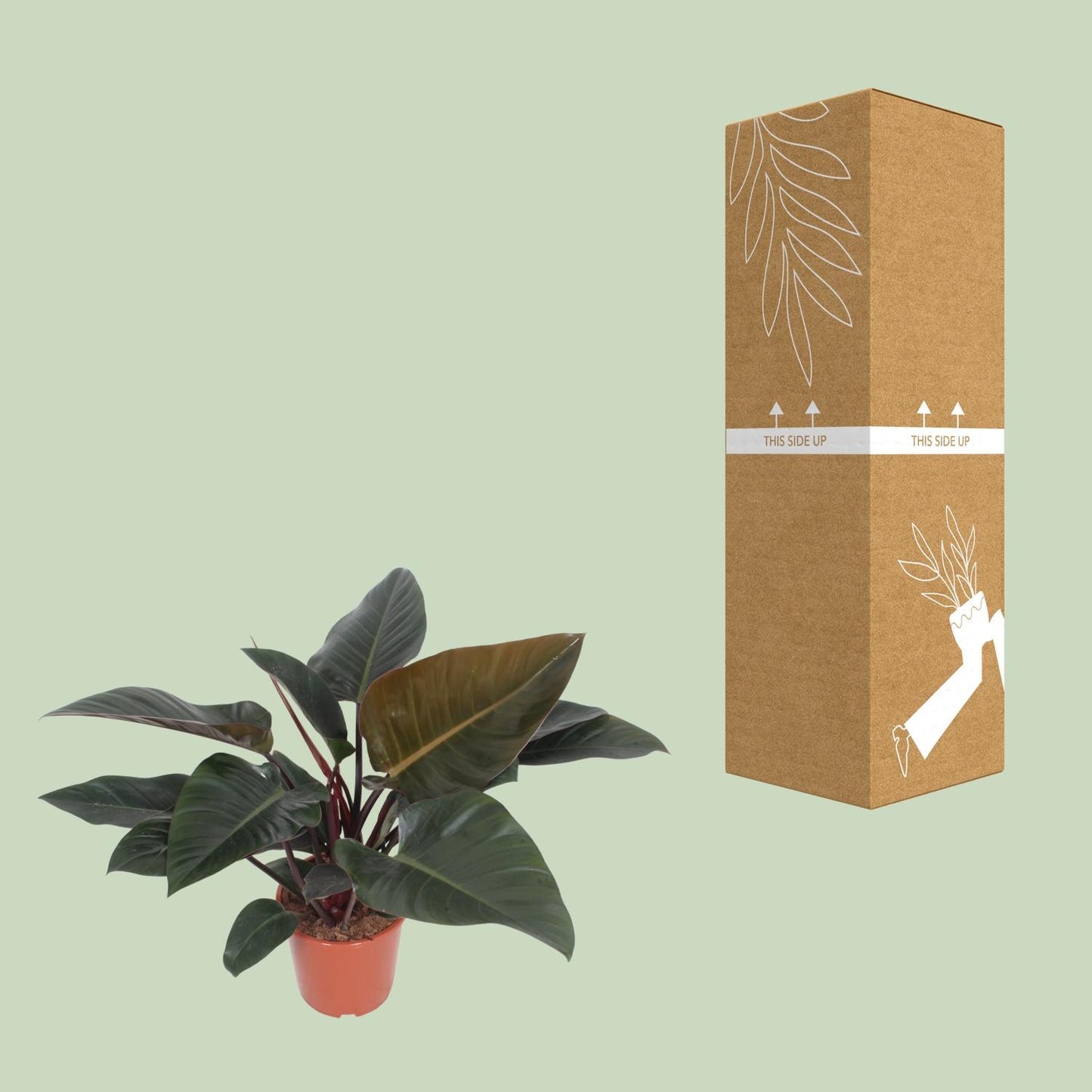 Philodendron Congo Red – Pflegeleichte Zimmerpflanze Ø27cm