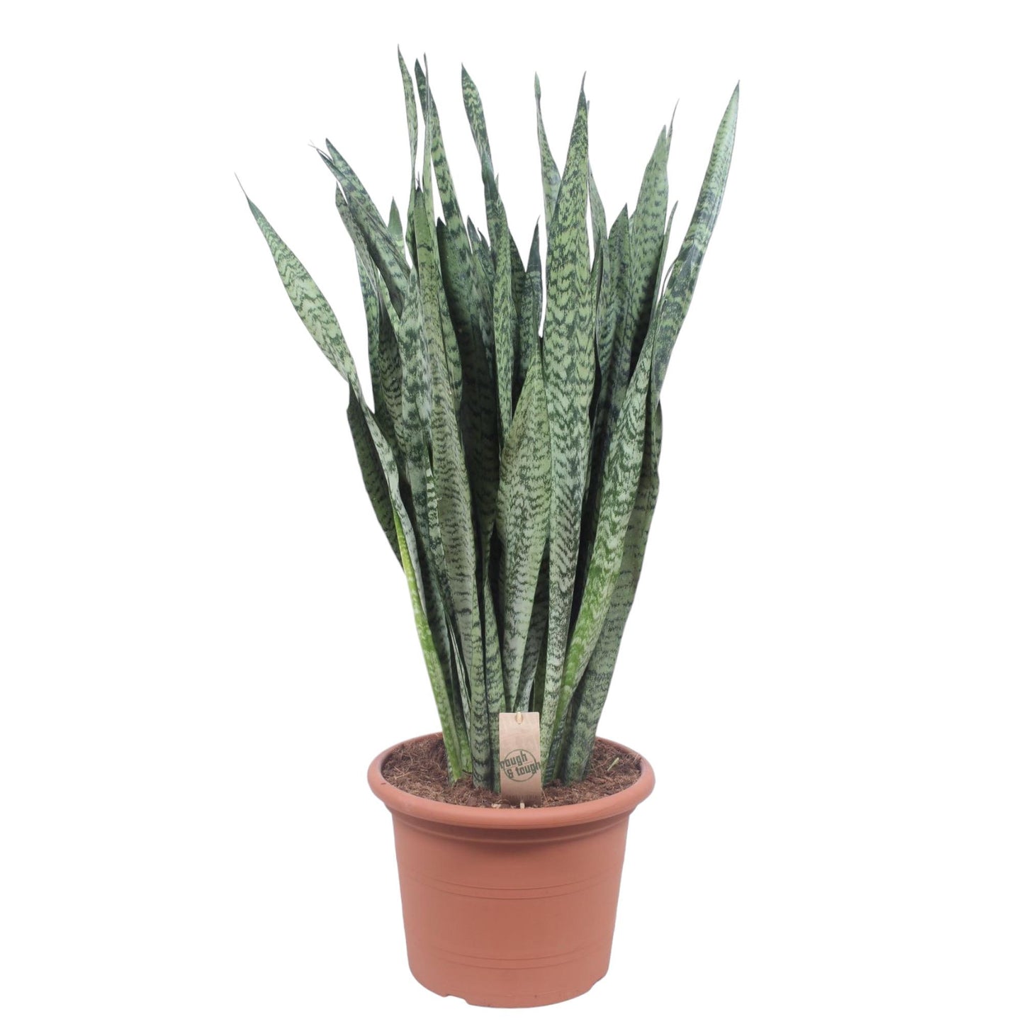 Sansevieria Zeylenica – Pflegeleichte Zimmerpflanze 110 cm