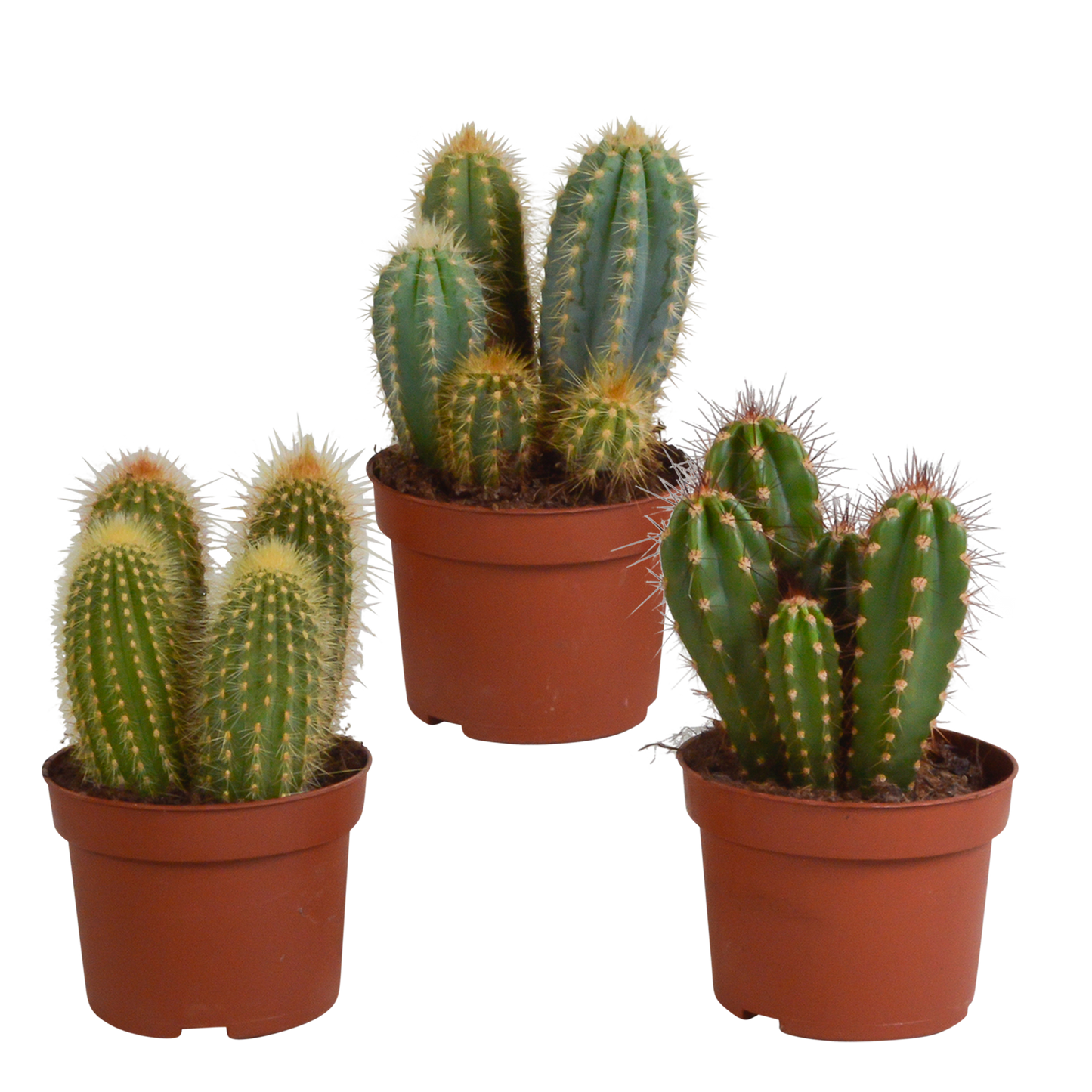 Cereus-Mischung 3er Set – Säulenkakteen 10,5 cm