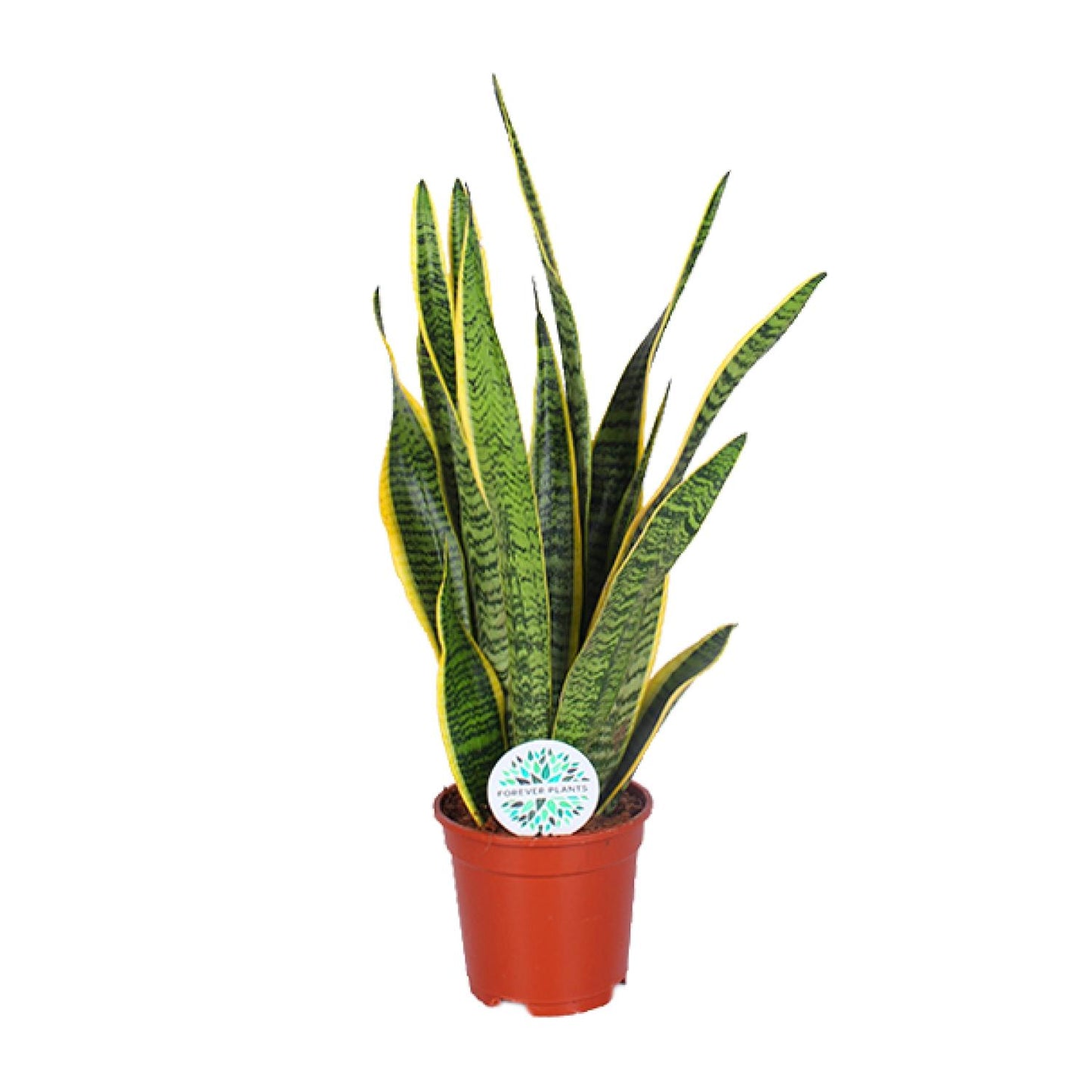 Sansevieria Trifasciata Laurentii – Pflegeleichte Schlangenpflanze Ø17cm
