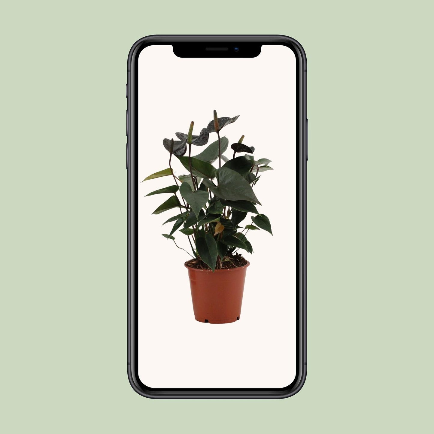 Anthurium Black Love – Pflegeleichte Zimmerpflanze Ø12cm