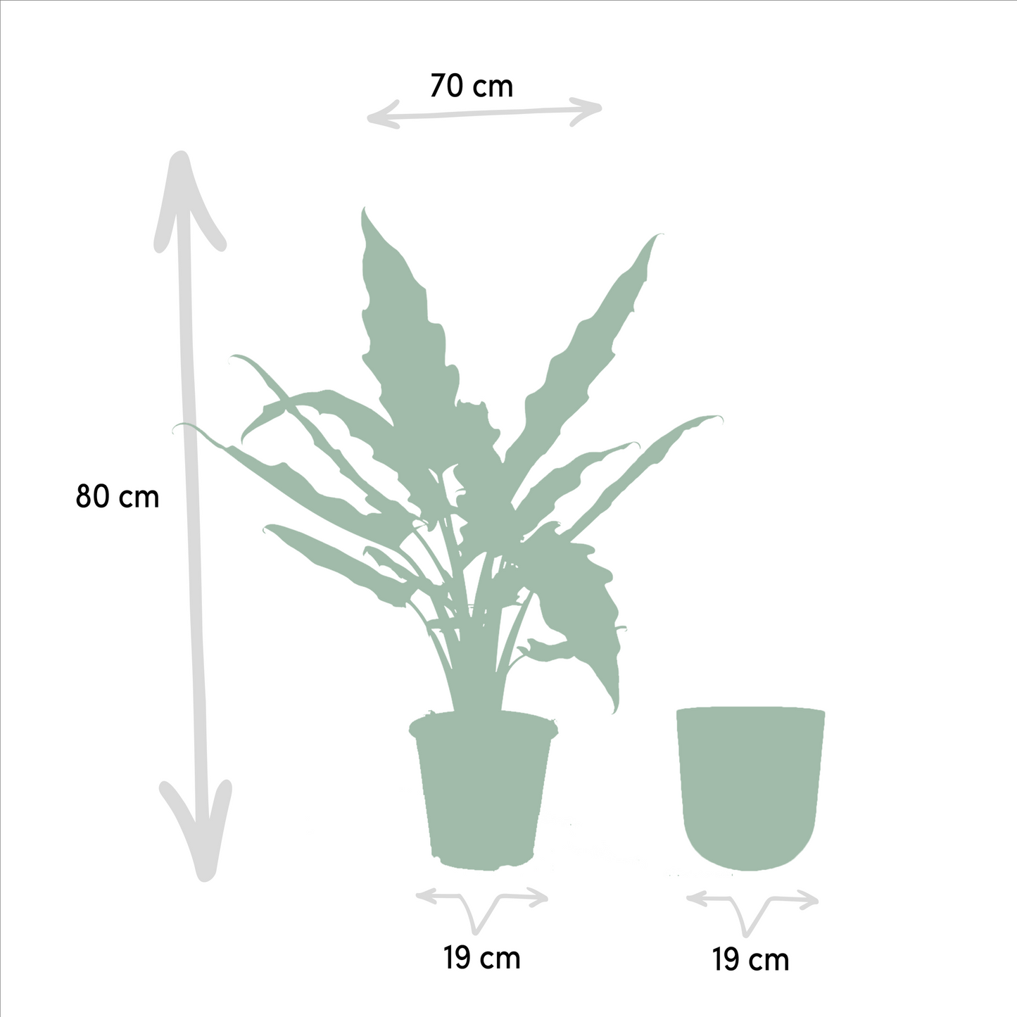 Alocasia Lauterbachiana Ø19cm im Mayk Gold Topf