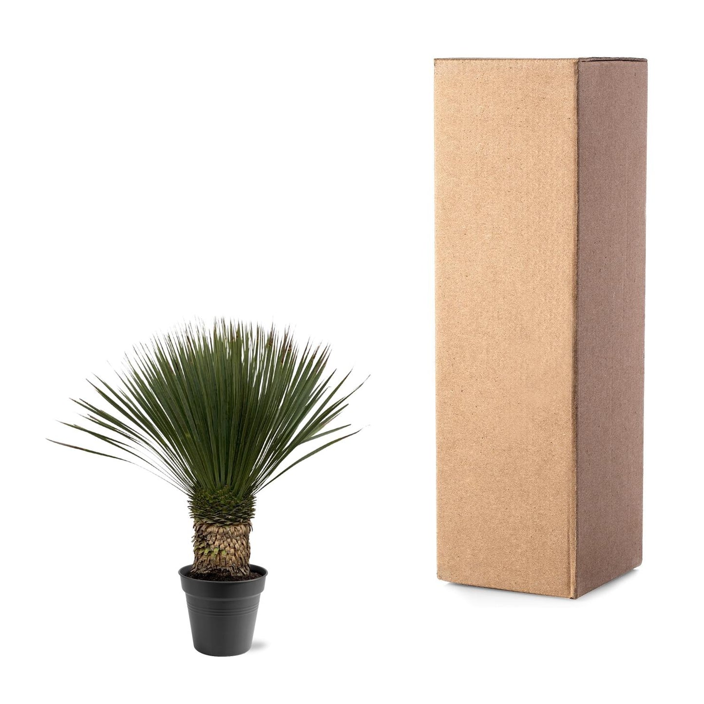 Yucca Rostrata – Robuste und pflegeleichte Zimmerpflanze 80-100 cm