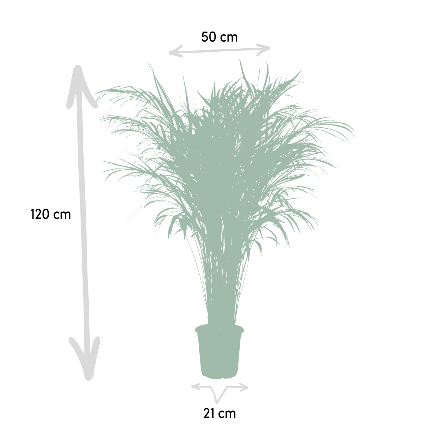 Areca-Palme Ø21cm – Luftreinigende Zimmerpflanze bis 110cm