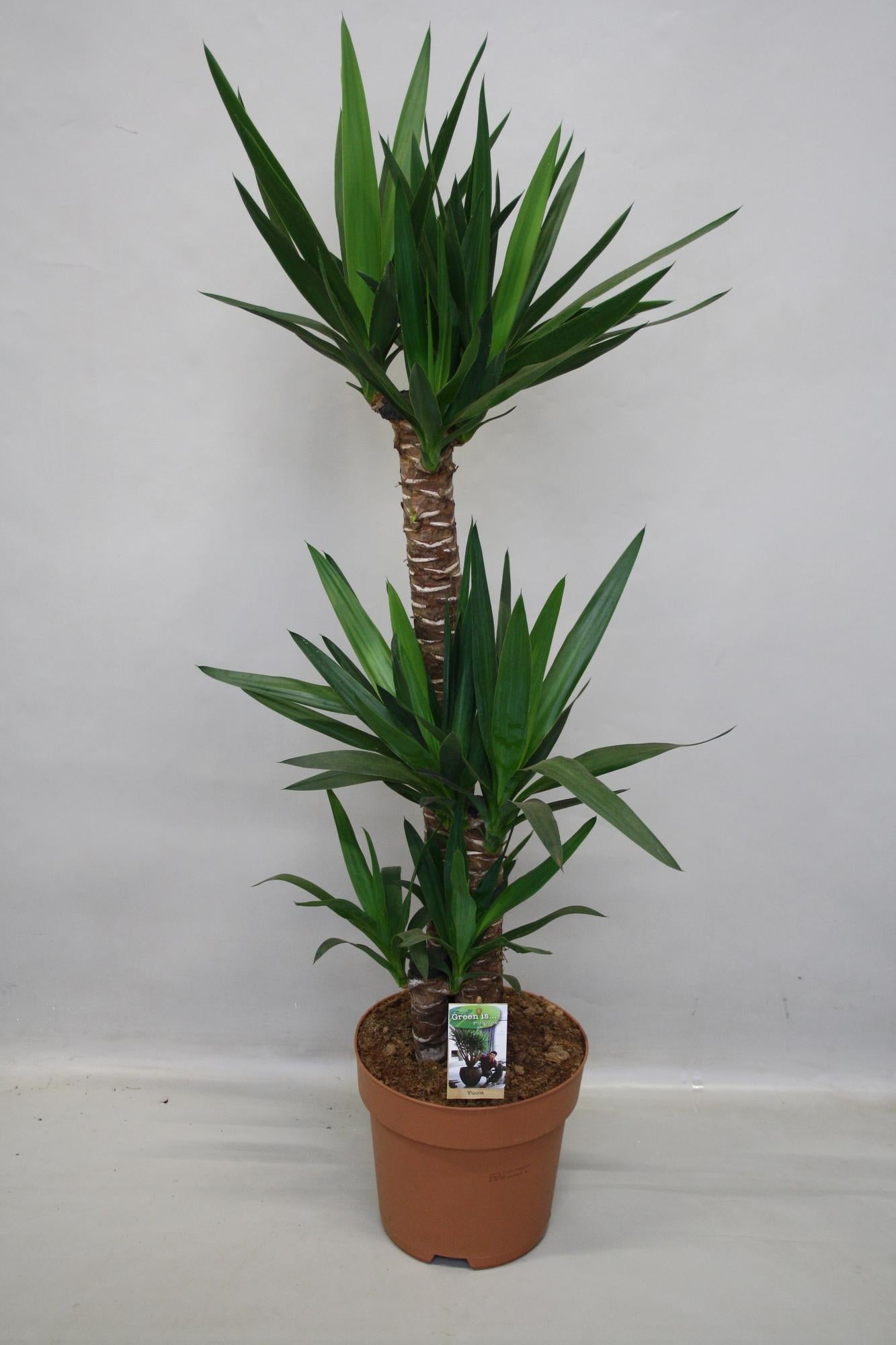 Yucca Pflanze Ø27 cm – 140 cm Höhe, Luftreinigend & Pflegeleicht