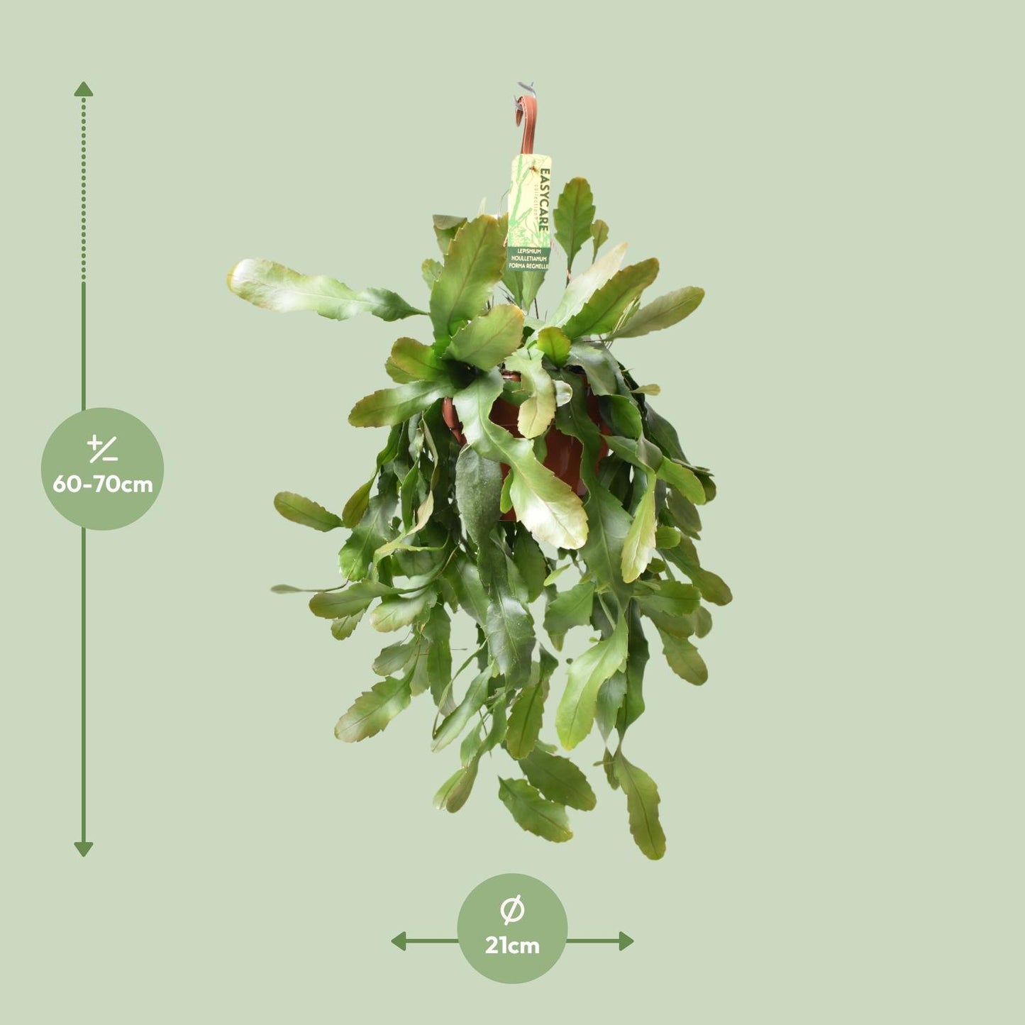 Lepismium Houlletianum – pflegeleichte Zimmerpflanze Ø21 cm