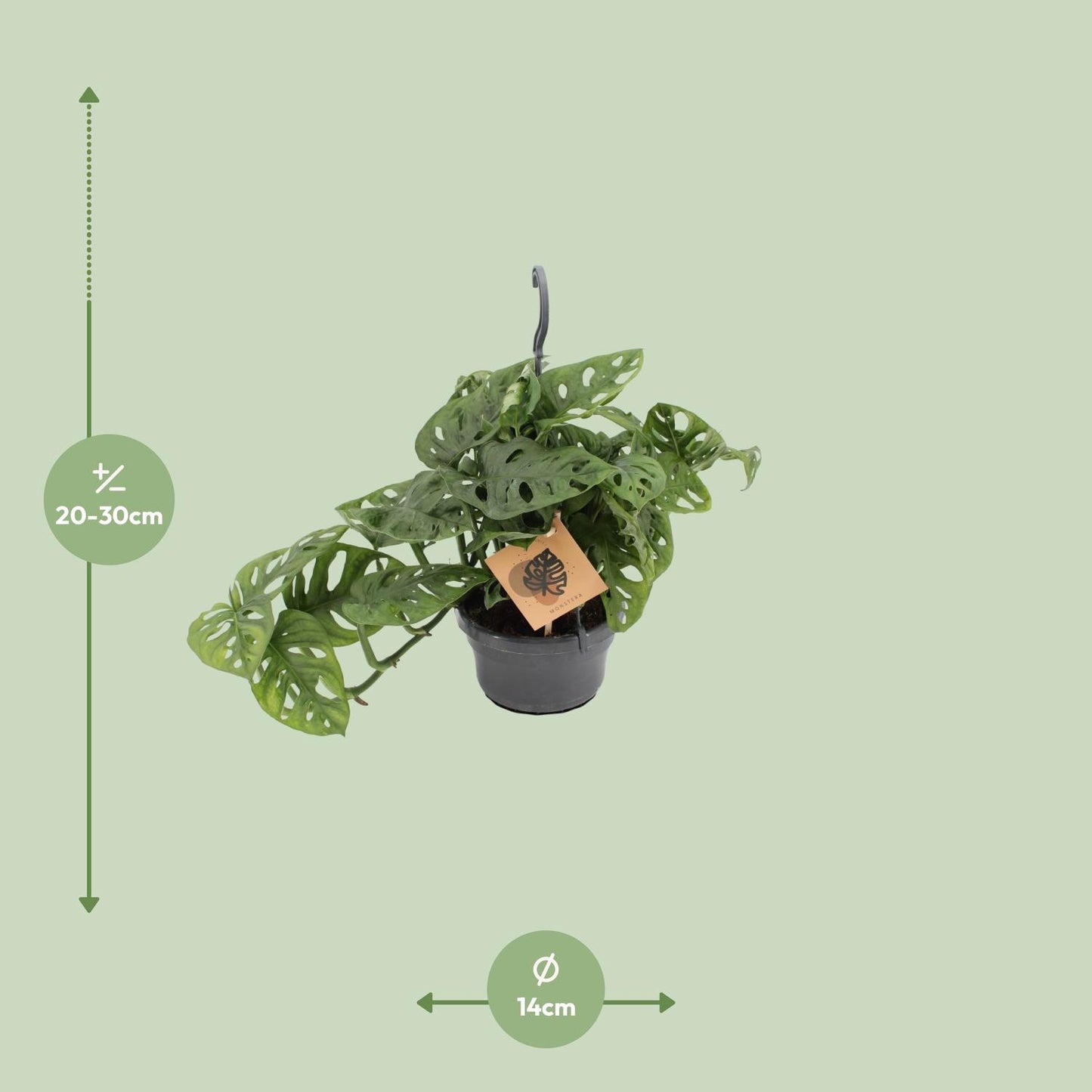Monstera Monkey Leaf – Pflegeleichte exotische Zimmerpflanze