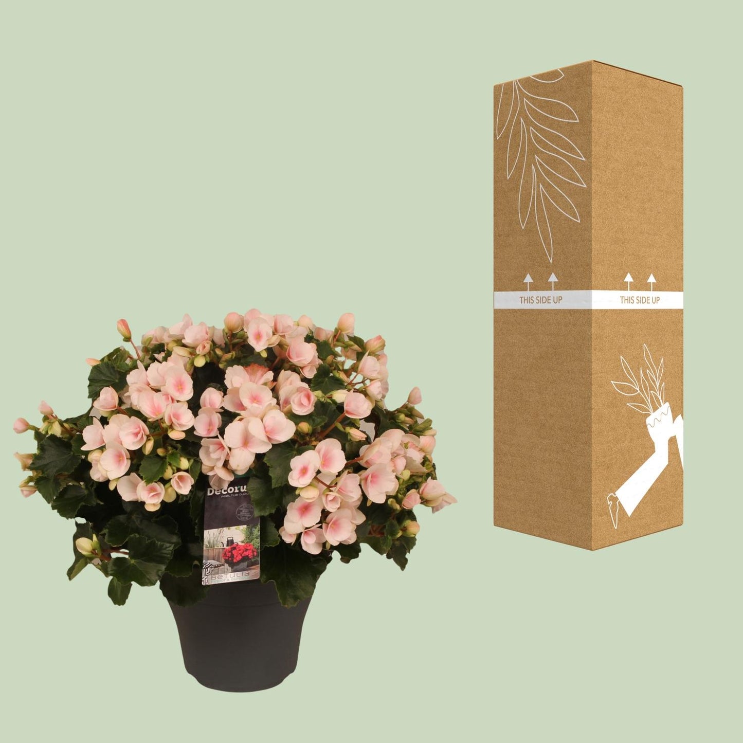 Begonie 'Betulia Light' – Pflegeleichte Outdoor-Begonie 35 cm
