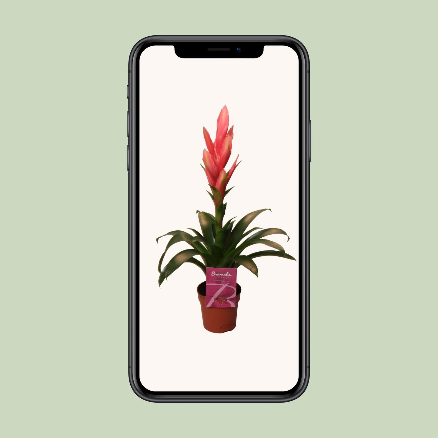 Tillandsia Ziva – Pflegeleichte luftreinigende Zimmerpflanze Ø12cm, 50cm hoch