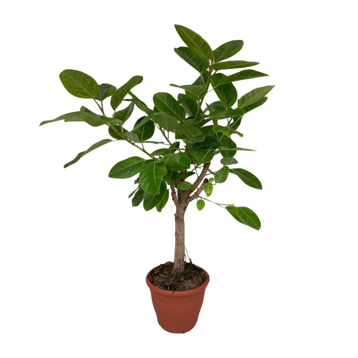 Ficus Altissima – Pflegeleichte Zimmerpflanze Ø26cm, 110cm hoch
