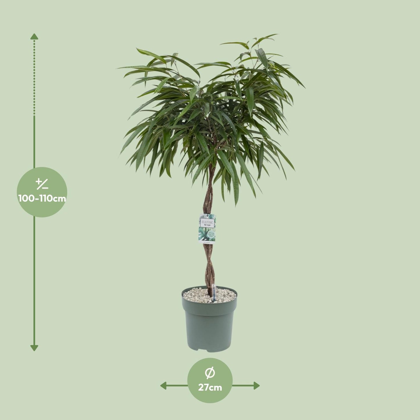 Ficus Mahori – Elegante, pflegeleichte Zimmerpflanze 120 cm